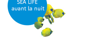 Vivre SEALIFE avant la nuit